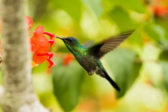 A green hummingbird drinking from a flower